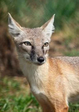 Corsac Fox Stock Photos