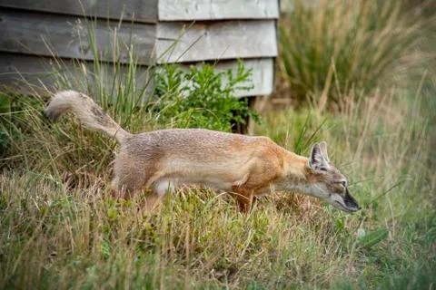 Corsac Fox Stock Photos