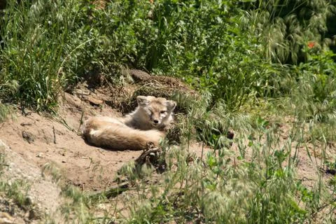 Corsac fox Stock Photos