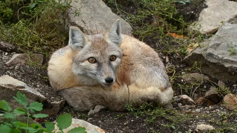 Corsac fox (Vulpes corsac) waking up in surprise Stock Footage 117693653