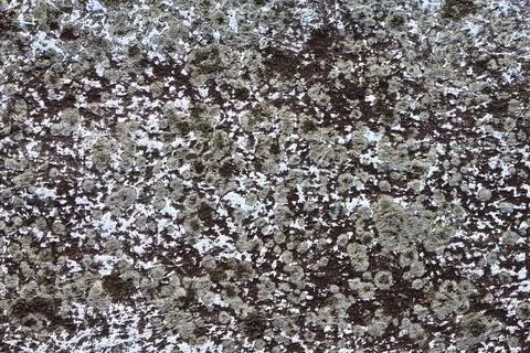 Corse Texture Wall Background Grey Moss Stock Photos