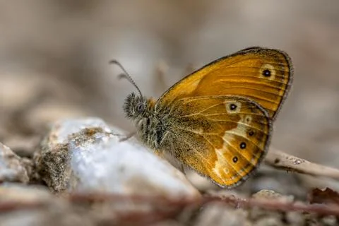 Corsican heath Foto stock