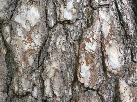 Corsican Pine Tree Bark Background Stock Photos