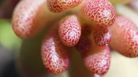 Corsican stonecrop - super macro Stock-Footage 24691255