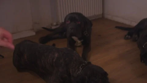Corso Dogs Resting on Floor Close Up Cinematic 6K Stock Footage 344010957