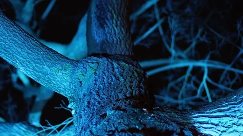 The cortex of the old tree in the light of the neon lights. Close up. Stock Footage 223534134