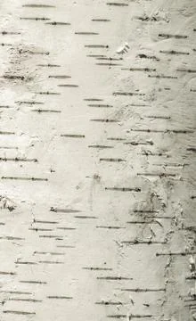 Cortex tree birch Stock Photos