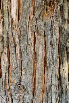 Cortex tree Stock Photos