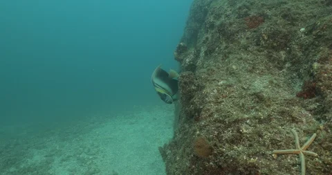 Cortez angelfish, Mexico. Stock Footage 115197987
