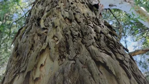Cortezaarbolcopaviento Close-Up Texture of Tree Bark in Nature Stock Footage 322632852