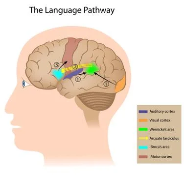 Cortical language control Stock Illustration