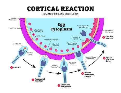 Cortical reaction steps, Human Sperm and Egg Fusion Diagram with all fertil.. イラスト素材
