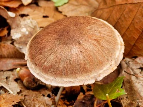 Cortinarius armillatus. Stock Photos