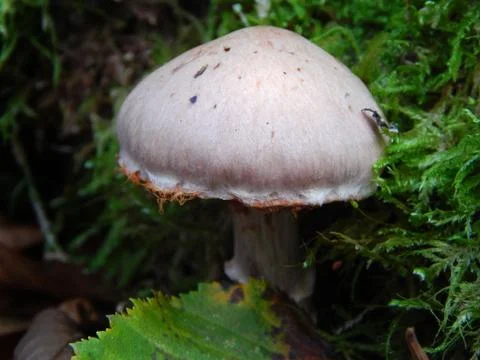 Cortinarius Fotos de archivo