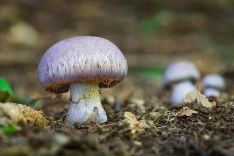 Cortinarius Stock Photos