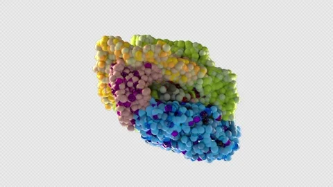 Cortisol Binding to Glucocorticoid Receptor 3D Animation Molecular Interaction Video stock 345669134