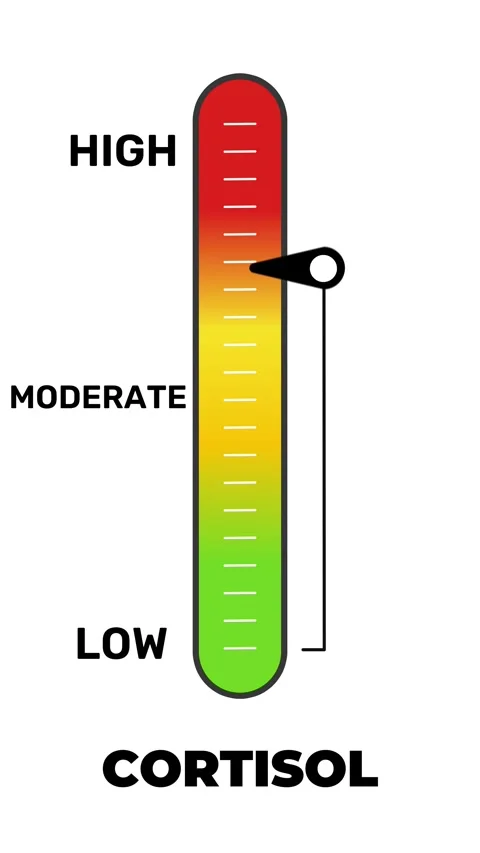 Cortisol Level Meter Animation Vertical Gauge Indicator Low Moderate High Stock Footage 332859343