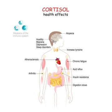 Cortisol7 Stock Illustration