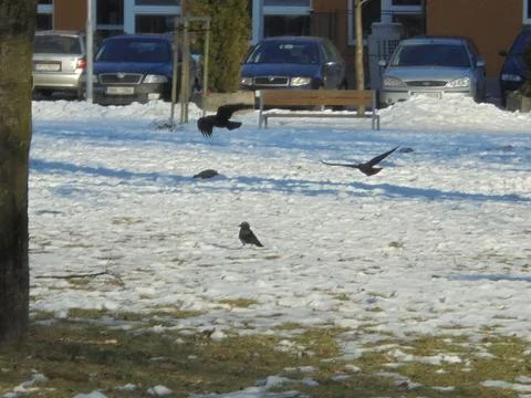 Corvids over a partially snow-covered urban meadow in winter Stock Photos
