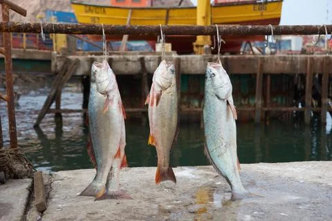 Corvina Fish Stock Photos