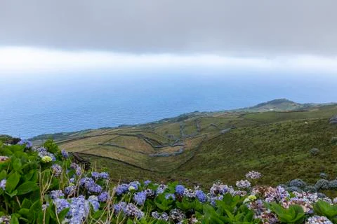 Corvo Hydrangea View Stock Photos