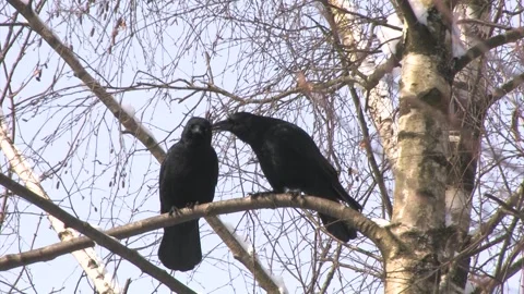 Corvo imperiale (Corvus corax) Stock Footage 235783872