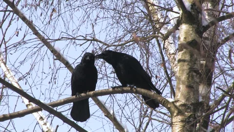 Corvo imperiale (Corvus corax) Stock Footage 256594864