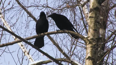 Corvo imperiale (Corvus corax) Stock Footage 256596313