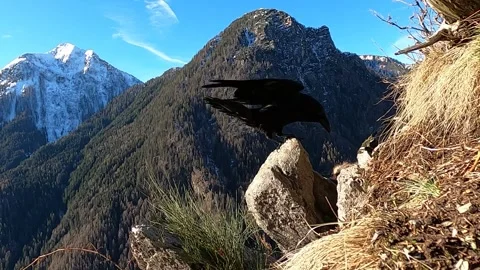 Corvo imperiale (Corvus corax) Stock Footage 260236834