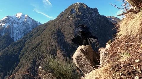 Corvo imperiale (Corvus corax) Stock Footage 260238432