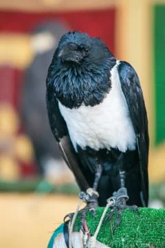 Corvus albus Fotos de archivo