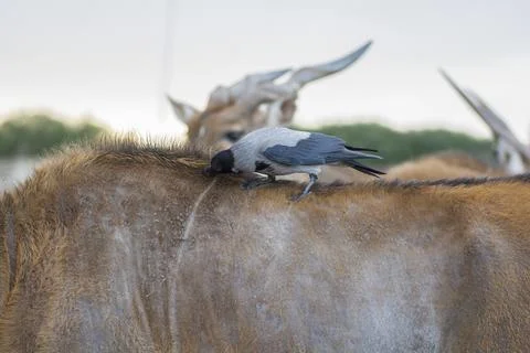 Corvus bird, pulling fleas from a Common eland's back Stock Photos