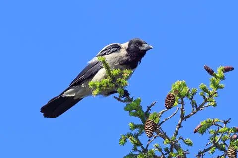 Corvus cornix. A grey crow on a tree a Sunny day Fotos de archivo