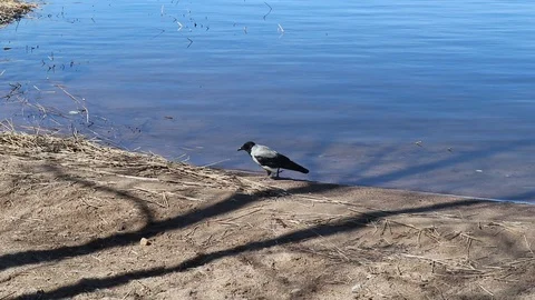 Corvus corone cornix, Hooded crow walking on a beach Stock Footage 130104267