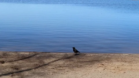 Corvus corone cornix, Hooded crow walking on a beach Stock Footage 130104514
