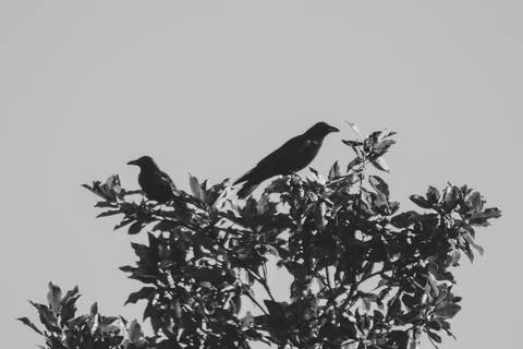 Corvus corone Stock Photos