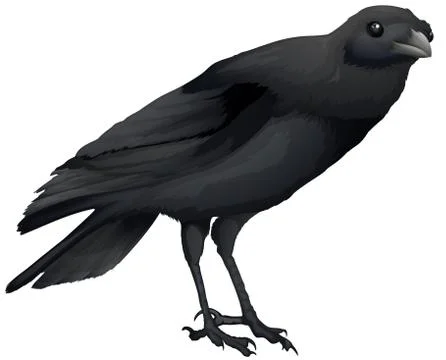 Corvus coronoides Stock Illustration