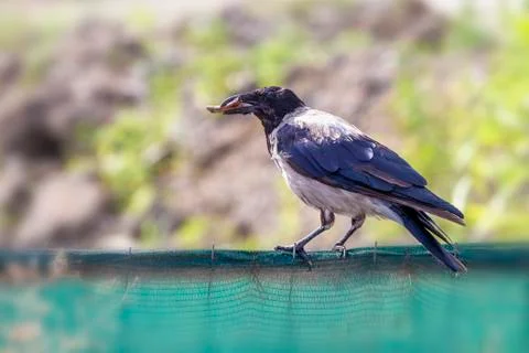 Corvus on fence with food Stock Photos