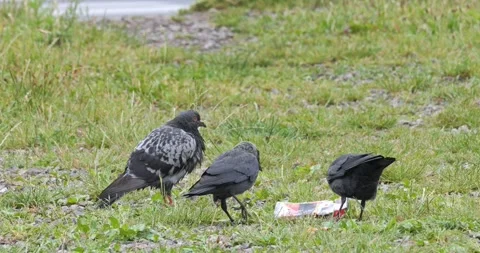 Corvus Monedula jackdaw in slow motion Stock Footage 276897280
