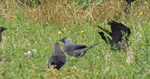 Corvus Monedula jackdaw in summer in slow motion Stock Footage 279675761