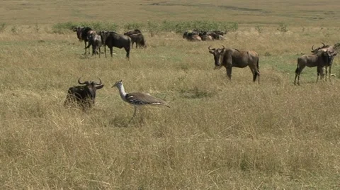 CORY BASTARD IN WILDEBEEST HERD Video stock 21648109
