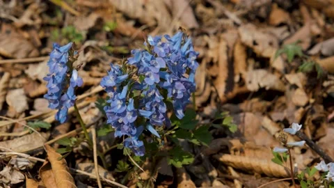 Corydalis ambigua.Spring primroses bloom in the forest on a sunny morning. Stock Footage 193991164
