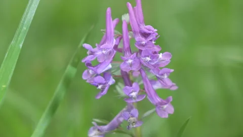 Corydalis Blue field flower a close up in sunny day Stock Footage 105535349