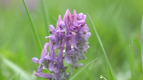 Corydalis Blue field flower a close up in sunny day Stock Footage 105535658