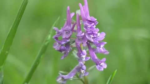 Corydalis Blue field flower a close up in sunny day Video stock 105536015