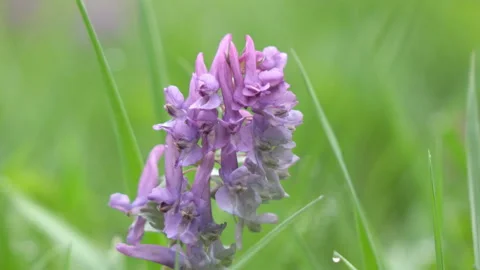 Corydalis Blue field flower a close up in sunny day Stock Footage 105537860