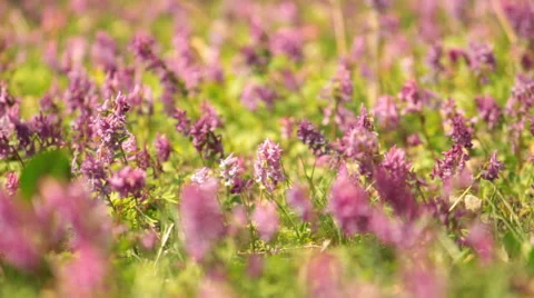Corydalis. Close-up spring flowers. Stock Footage 55726991