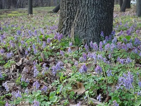 Corydalis, first spring lilac forest flowers, selective focus Stock Photos