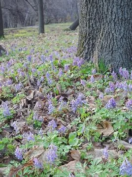 Corydalis, first spring lilac forest flowers, selective focus Foto stock