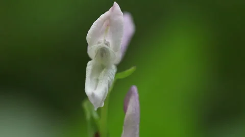 Corydalis flower cleup macro 2 Stock Footage 148552937